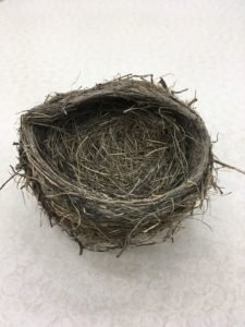 photograph of a real bird nest.