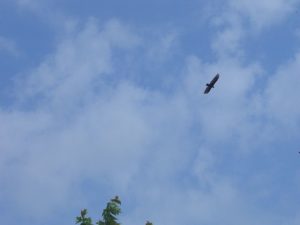 Vulture flying in a blue sky